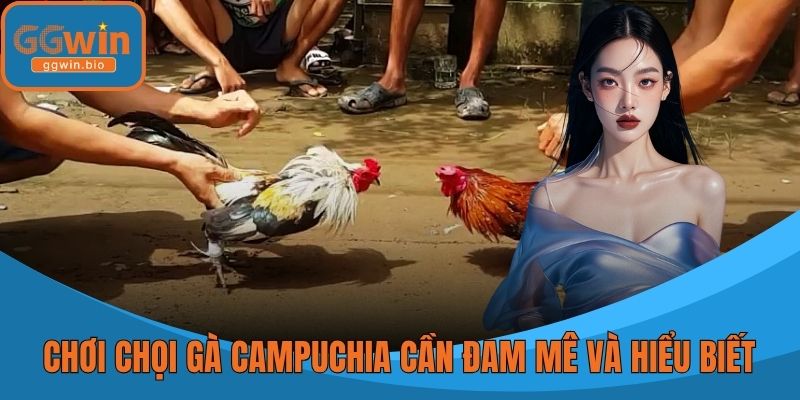 Chơi chọi gà Campuchia cần đam mê và hiểu biết