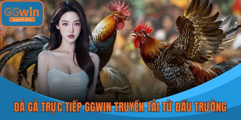Đá gà trực tiếp GGWIN được truyền tải từ đấu trường nổi tiếng